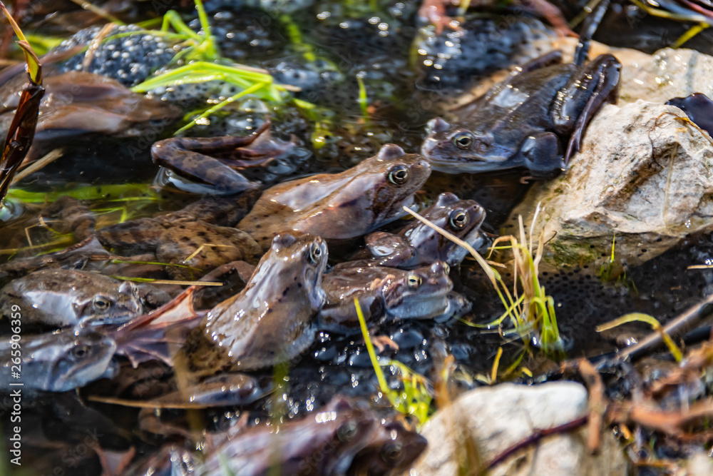 Common brown frogs gathered for mating season Common brown frogs gathered for mating season