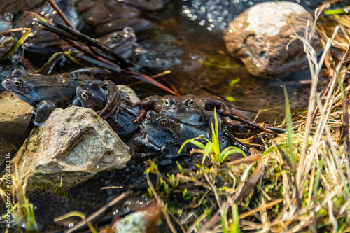 Common brown frogs gathered for mating season