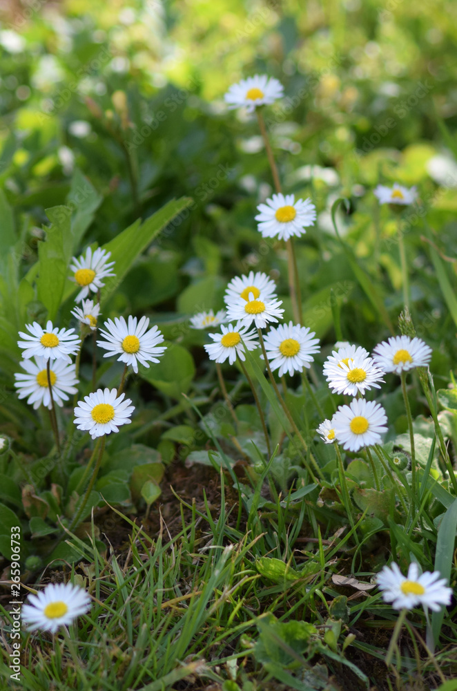 Gänseblümchen Gänseblümchen