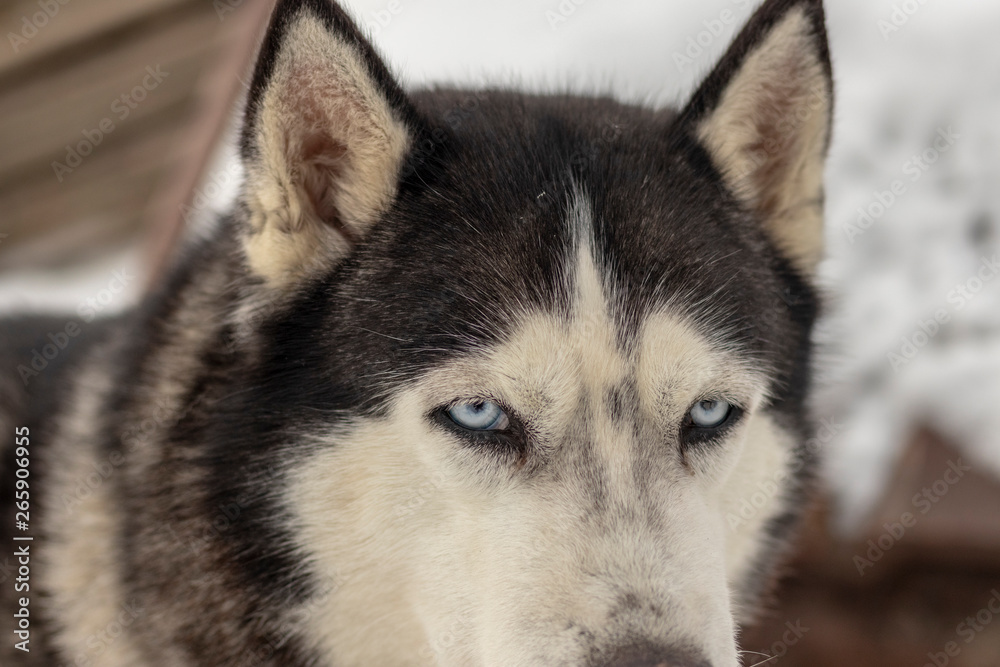 Close up blue-eyed Gray Adult Siberian Husky Dog portrait