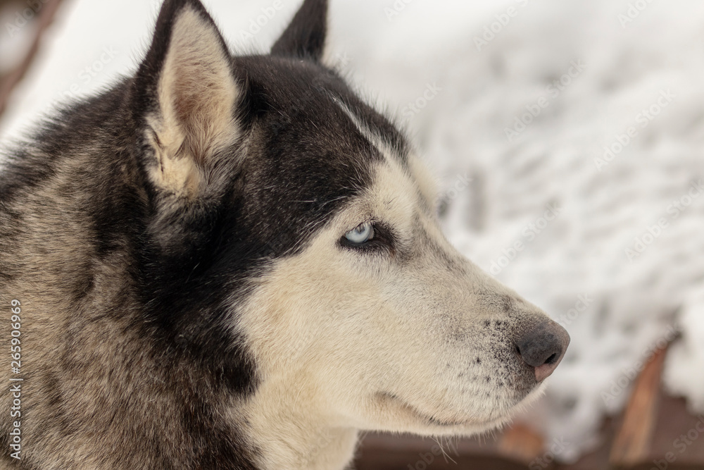 Close up blue-eyed Gray Adult Siberian Husky Dog portrait