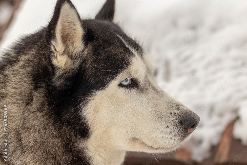 Close up blue-eyed Gray Adult Siberian Husky Dog portrait Close up blue-eyed Gray Adult Siberian Husky Dog portrait