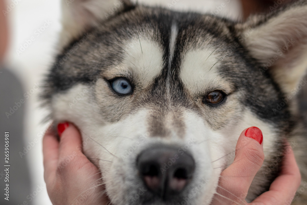 Beautiful husky dog looking up, multi colored eyes husky. Close up