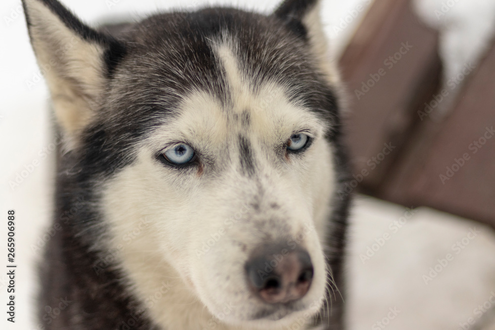 Close up blue-eyed Gray Adult Siberian Husky Dog portrait