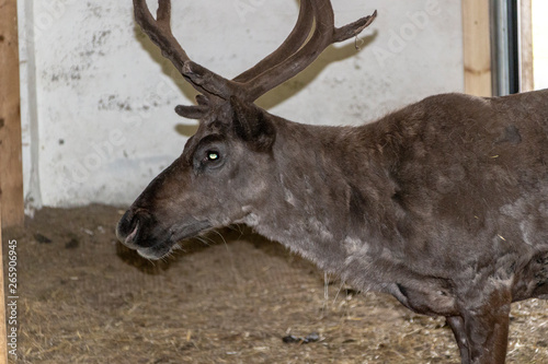 Obraz na plátně northern domestic deer in his environment in Scandinavia