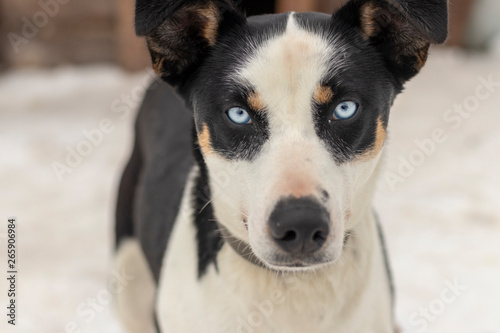 Close up blue-eyed Gray Adult Siberian Husky Dog portrait © AleksViking