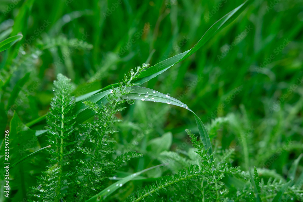 Raindrops on the green grass. Macro shooting of grass after rain. Spring young grass Raindrops on the green grass. Macro shooting of grass after rain. Spring young grass