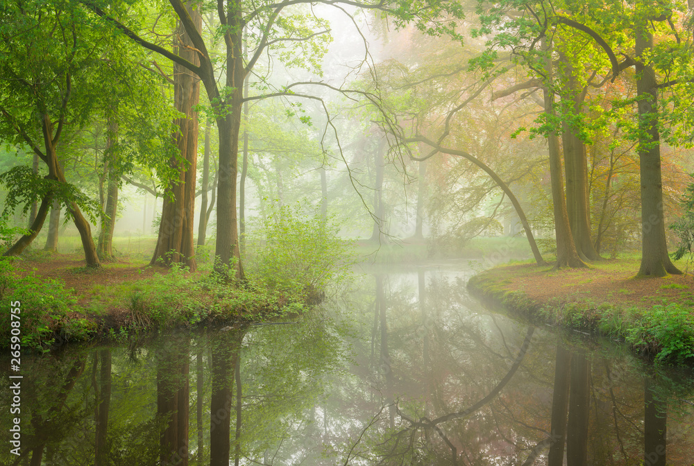 Beautiful misty morning in a forest near Breda called Liesbos, photo taken in springtime with al the fresh green colors.