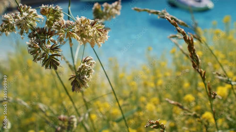 Background of green grass with yellow blossoms near a pond with blue water, 4k Background of green grass with yellow blossoms near a pond with blue water, 4k
