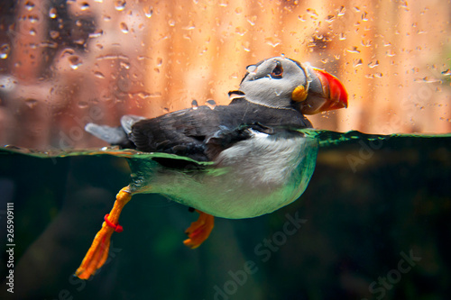 Puffin