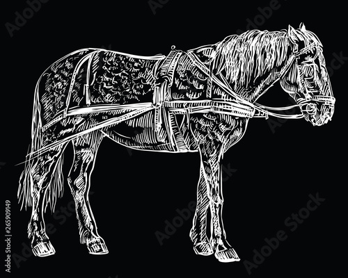 Vector harness horse black