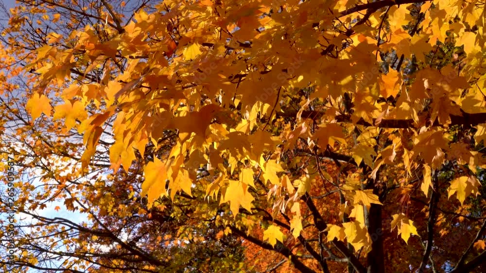 Yellow and Orange tree leafs background, detailed closeup zoom, colorful fall season, wind movement backdrop Yellow and Orange tree leafs background, detailed closeup zoom, colorful fall season, wind movement backdrop
