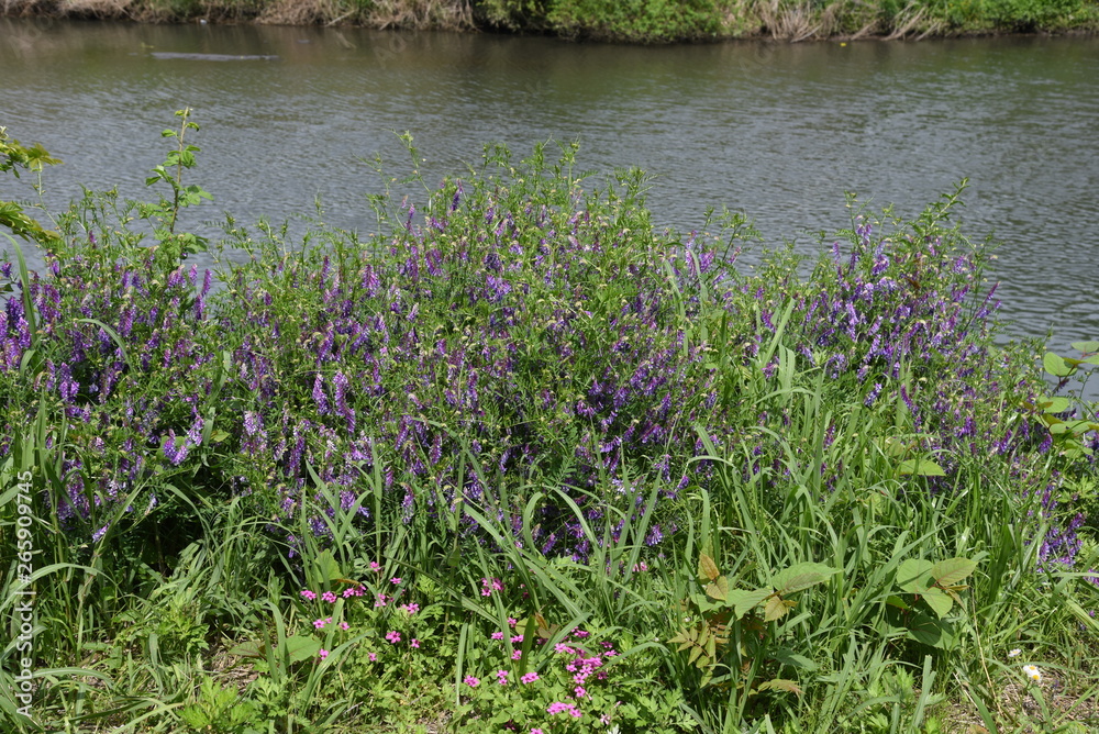 Fototapeta premium Vicia villosa blossoms