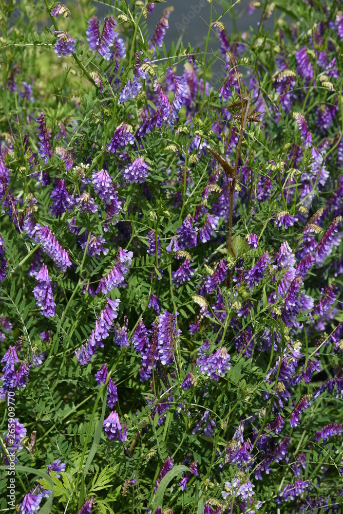 Naklejka premium Vicia villosa blossoms
