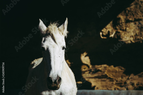 Fototapeta Naklejka Na Ścianę i Meble -  Cheval blanc dans une écurie