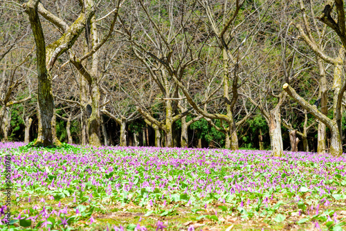 Wallpaper Mural カタクリが自生する「かたくり群生の郷」（秋田県） Torontodigital.ca