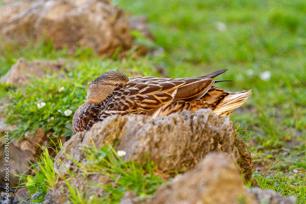 Fototapeta premium sleeping mallard