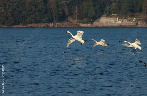 琵琶湖に飛来したコハクチョウたちです