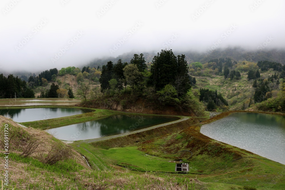 Fototapeta premium 山古志村の春の水田風景