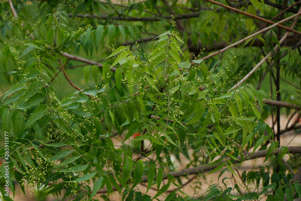 Azadirachta indica, commonly known as neem, nimtree or Indian lilac Azadirachta indica, commonly known as neem, nimtree or Indian lilac