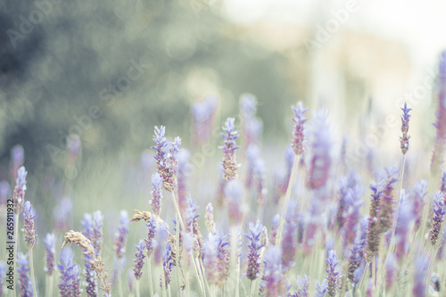 Lavender bushes closeup on sunset. Sunset gleam over purple flowers of lavender. 