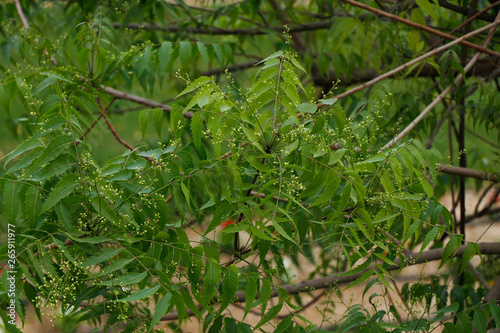 Wallpaper Mural Azadirachta indica, commonly known as neem, nimtree or Indian lilac Torontodigital.ca