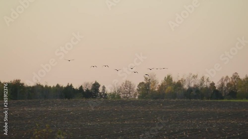 Flock of bustard in a field that has just been grown