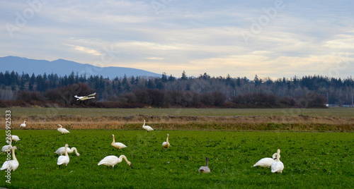White Geese Grazing in a field While one Flies Over, Skagit Valley, Washington