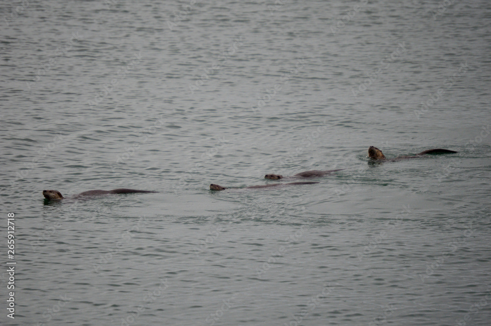 Fototapeta premium Four River Otters Swimming in a Row, Bowman Bay, Deception Pass State Park, Washington
