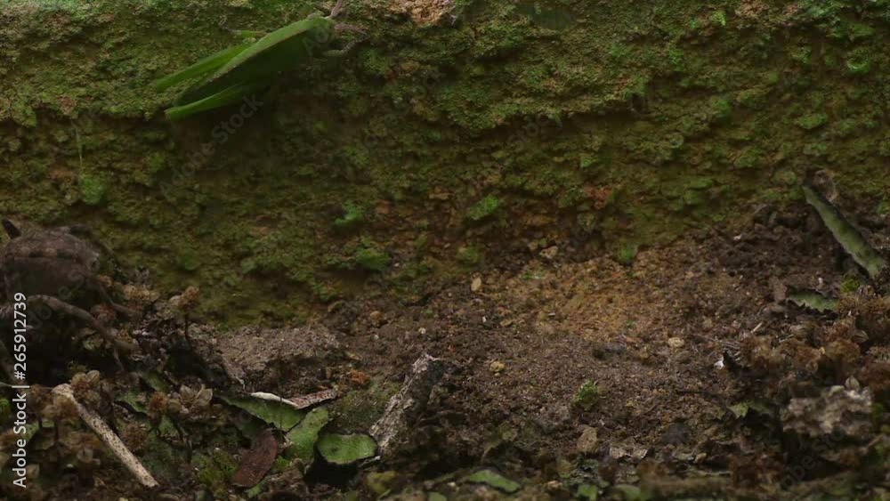 Wolfspider hunts grasshopper 1119 3 Wolfspider hunts grasshopper 1119 3