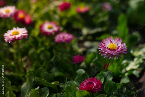 flowers on the lawn in spring photo