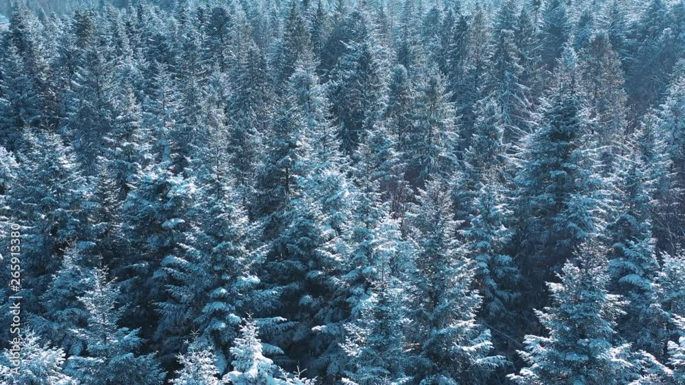 Winter season snowy mountain forest aerial shot. Breathtaking natural landscape, frozen forest and dark distant mountains. Drone flight top shot. Enjoying nature concept Winter season snowy mountain forest aerial shot. Breathtaking natural landscape, frozen forest and dark distant mountains. Drone flight top shot. Enjoying nature concept
