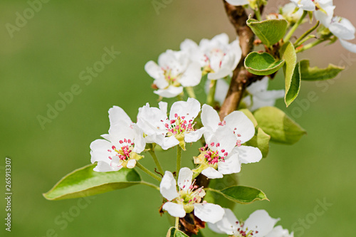 White pear blossoms on a branch closeup on blurry background