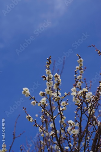 White colored ume blossom （Shiraume) and blue sky