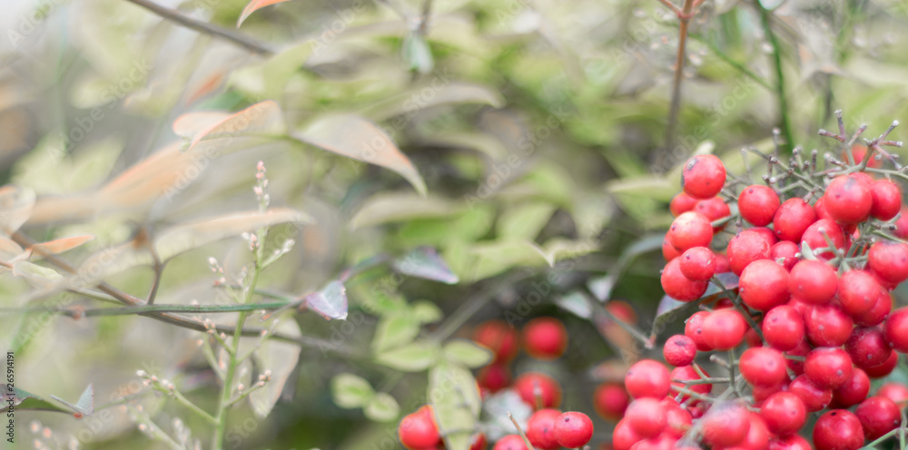 Obraz premium red berries on a bush