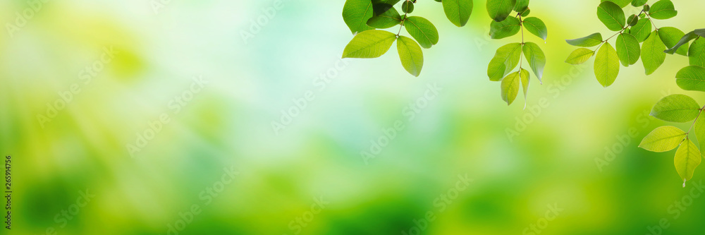 Summer green leaves on a shiny background - obrazy, fototapety, plakaty 