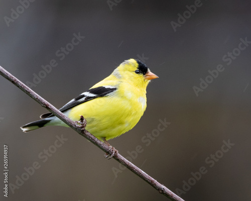 Cuadro en lienzo Gold finch perched on branch looking to the right