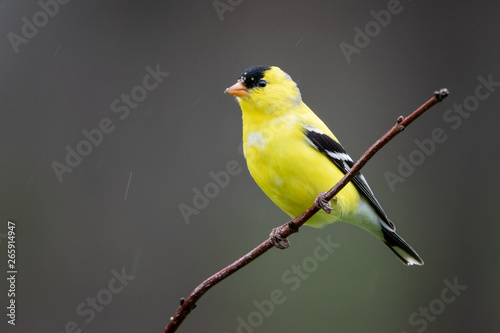 Photographie Gold finch perched on branch looking to the left