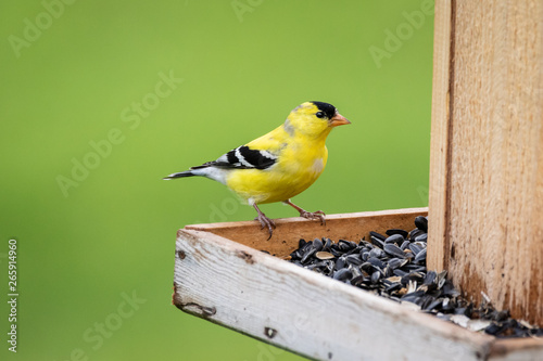 Gold Finch at feeder filled with sunflower seeds