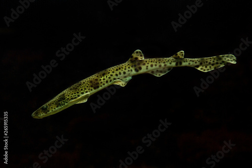 Small-spotted catshark, sandy dogfish,  lesser-spotted dogfish, Rough-hound,  Morgay (Scyliorhinus canicula). © Elena