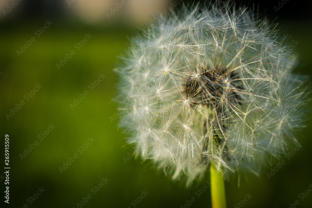 Fototapeta premium Dandelion
