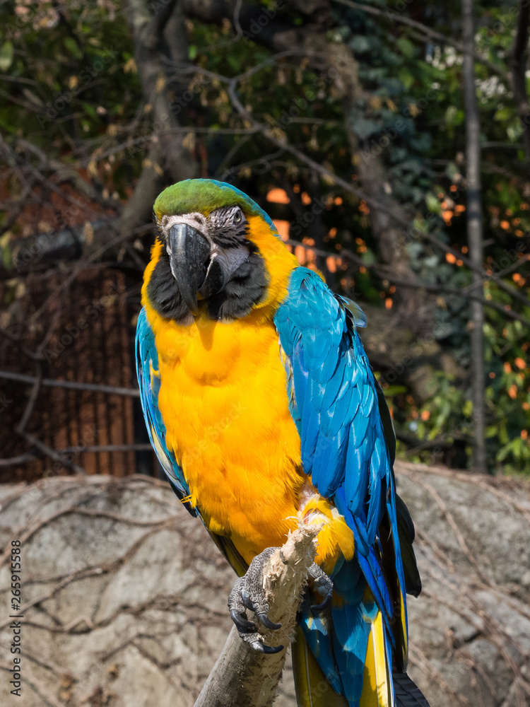yellow and blue parrot on a trunk