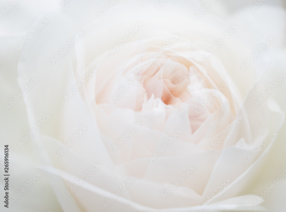 White rose close-up can use as background. Soft and dreamy White rose close-up can use as background. Soft and dreamy