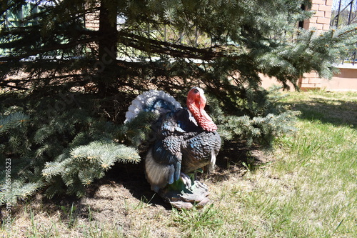 turkey under the tree