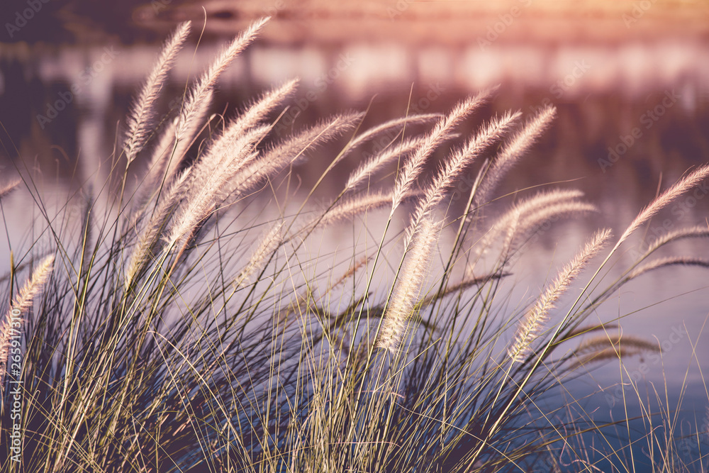 Fototapeta premium Flowering grass beside the pond Warm sunshine in the evening