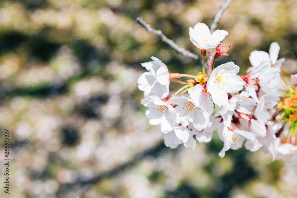 Spring season cherry blossoms background