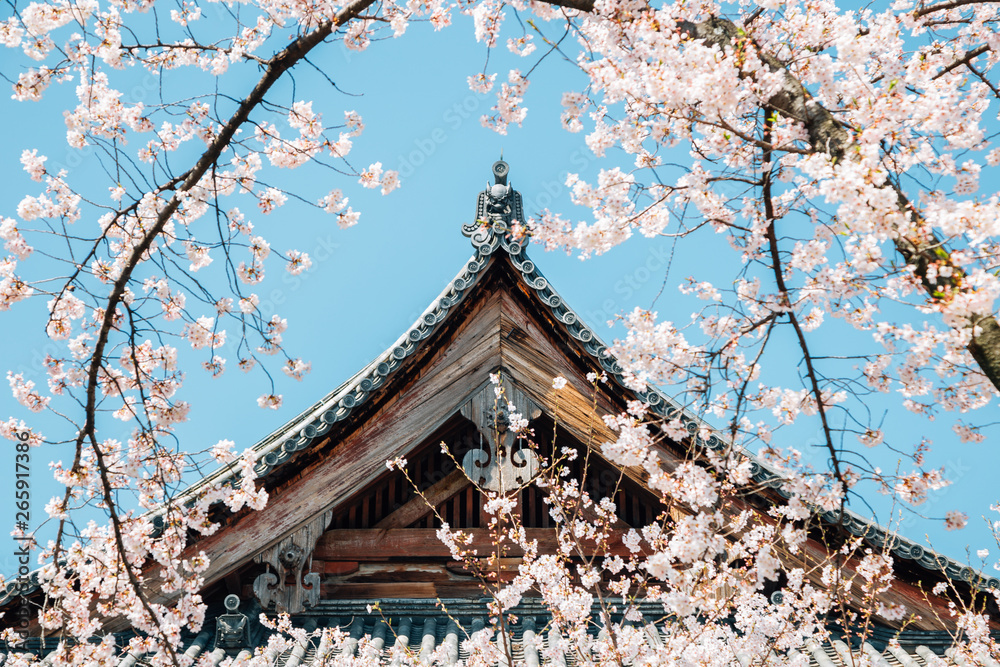 Traditional roof and cherry blossoms at Toji temple in Kyoto, Japan