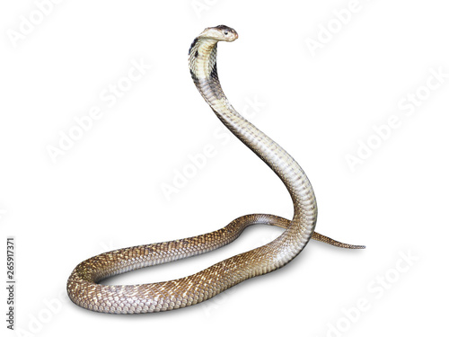 Snake cobra (Naja kaouthia) isolated on white background with clipping path. This aspic, poisonous living in Southeast Asia.