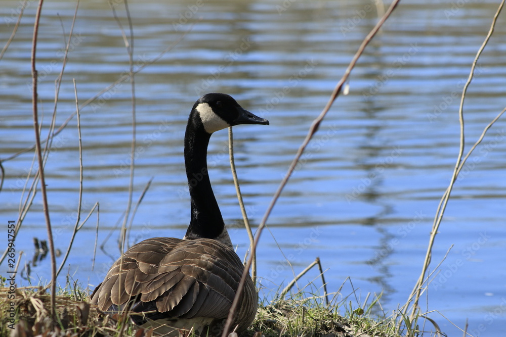 Obraz premium Canadian goose or Branta Canadensis eating green pasture near the pond.