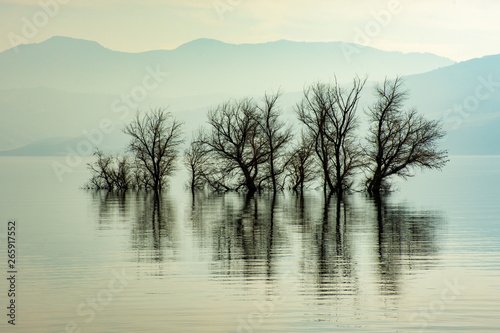 trees rising from the middle of a lake  © roydahan